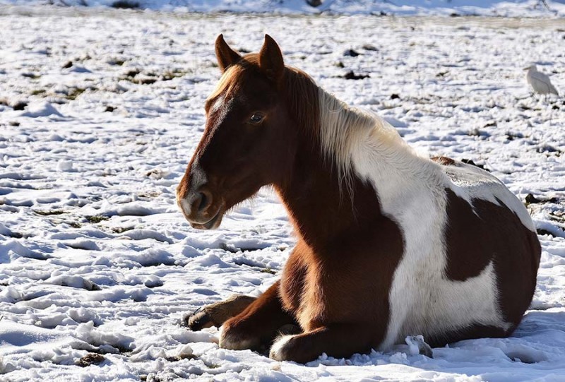 Winterangebote für Pferd und Reiter